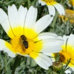ромашка счастье жизнь пчела